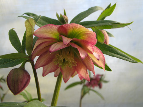 Helleborus x torquatus 'Party Dress'