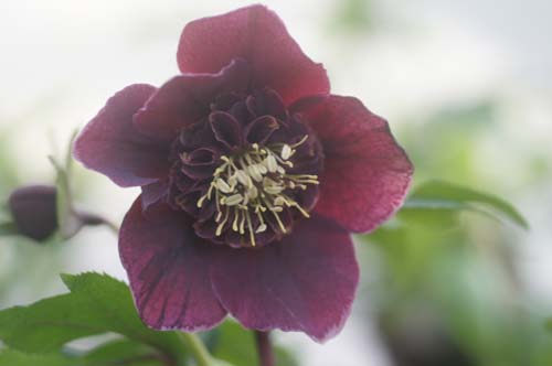Helleborus x hybridus coeur d'anémone aubergine