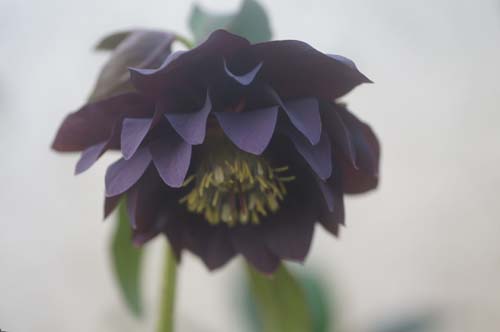 Helleborus x hybridus double noir