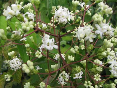 Heptacodium miconioides 'Temple of Bloom' Heptacodium miconioides 'Temple of Bloom'