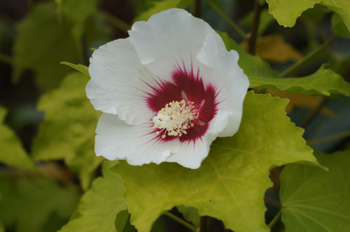 Hibiscus paramutabilis