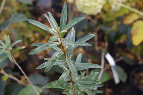 Hippophae rhamnoides 'Hergo'