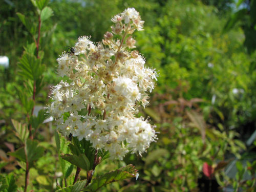Holodiscus discolor