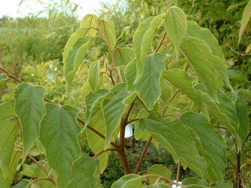 Hovenia dulcis Hovenia dulcis