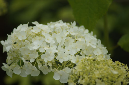 Hydrangea arborescens 'Annabelle' Hydrangea arborescens 'Annabelle'