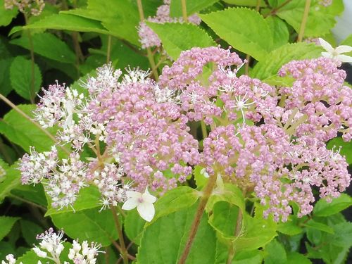 Hydrangea arborescens 'Pink Pincushion' Hydrangea arborescens 'Pink Pincushion'
