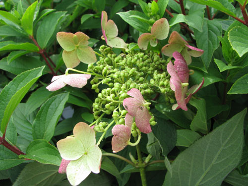 Hydrangea heteromalla 'Gidie'