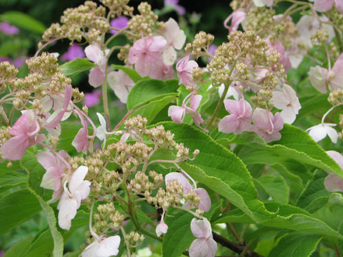 Hydrangea heteromalla