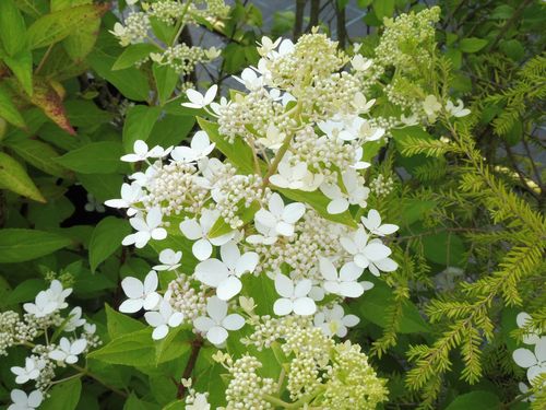 Hydrangea paniculata 'Confetti'