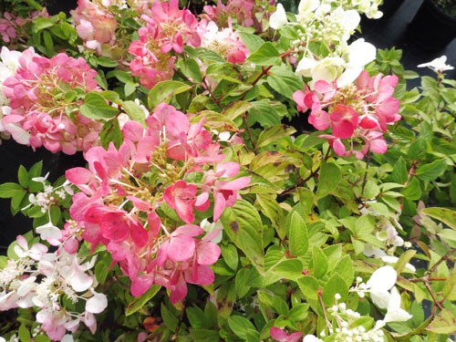 Hydrangea paniculata 'Diamant Rouge'