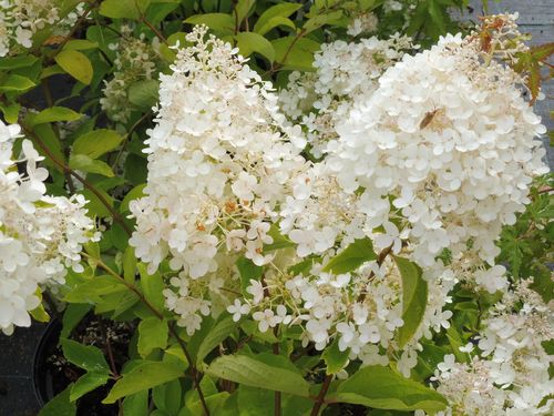 Hydrangea paniculata 'Grandiflora' Hydrangea paniculata 'Grandiflora'