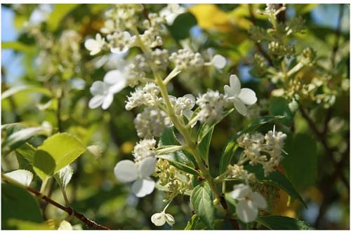 Hydrangea paniculata 'Kyushu' Hydrangea paniculata 'Kyushu'