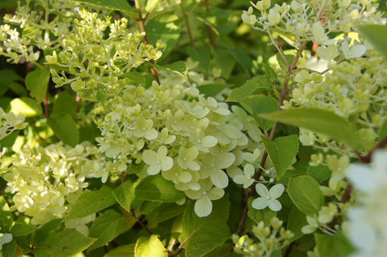 Hydrangea paniculata 'Limelight' Hydrangea paniculata 'Limelight'