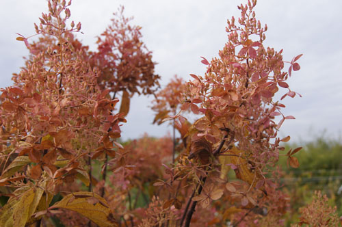 Hydrangea paniculata 'Phantom' Hydrangea paniculata 'Phantom'