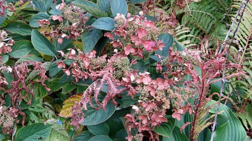 Hydrangea paniculata 'Pink Diamond'
