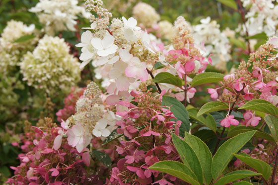Hydrangea paniculata 'Pinky Winky'