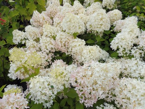 Hydrangea paniculata 'Skyfall' Hydrangea paniculata 'Skyfall'