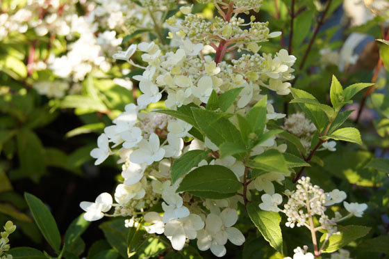 Hydrangea paniculata 'Unique'