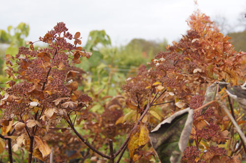 Hydrangea paniculata 'Wim's Red'