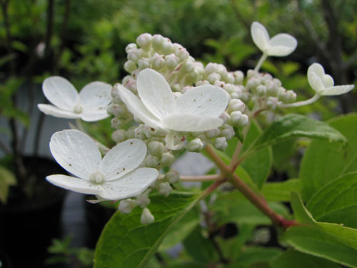 Hydrangea paniculata