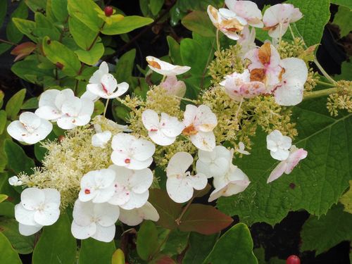 Hydrangea quercifolia 'Sikes Dwarf' Hydrangea quercifolia 'Sikes Dwarf'