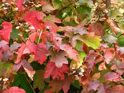 Hydrangea quercifolia