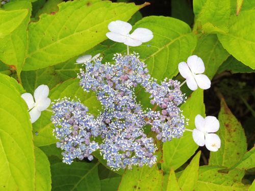 Hydrangea serrata 'Blue Bird'