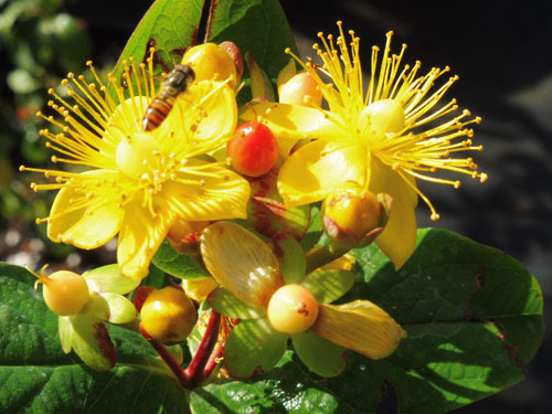 Hypericum 'Miracle Attraction' Hypericum 'Miracle Attraction'
