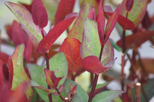 Hypericum 'Miracle Night'