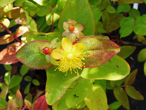 Hypericum androsaemum Hypericum androsaemum