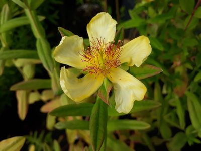Hypericum ascyron Hypericum ascyron