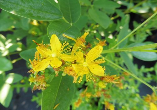 Hypericum bellum