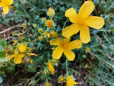 Hypericum forrestii