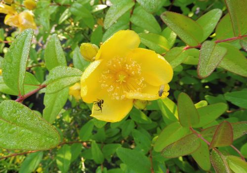 Hypericum hookerianum Hypericum hookerianum