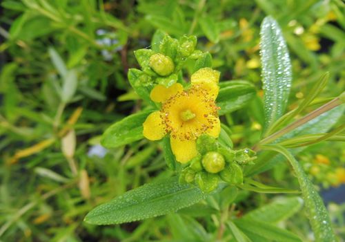 Hypericum kalmianum