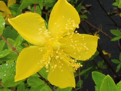 Hypericum kouytchense