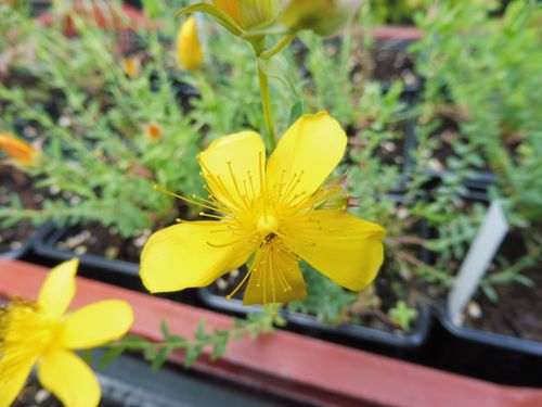 Hypericum olympicum Hypericum olympicum