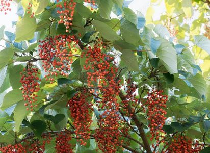 Idesia polycarpa Idesia polycarpa