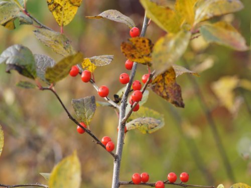 Ilex verticillata Ilex verticillata