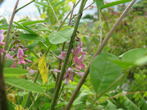 Indigofera amblyantha Indigofera amblyantha
