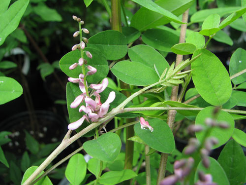 Indigofera kirilowii