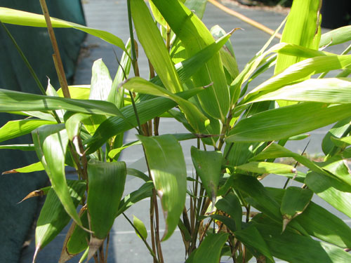 Indocalamus solidus