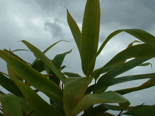 Indocalamus tesselatus