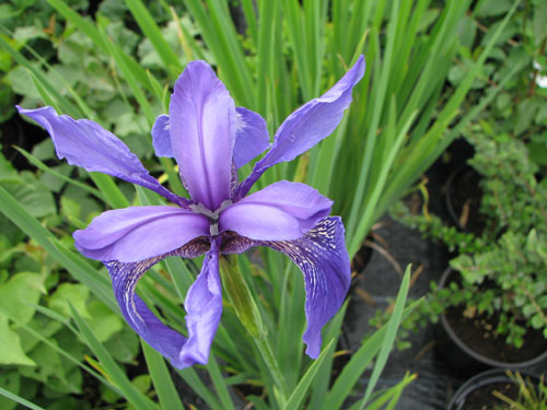 Iris sibirica