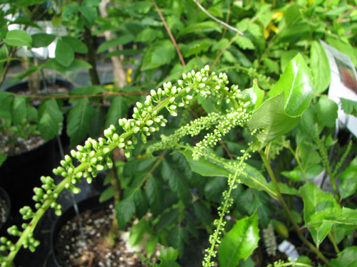 Itea ilicifolia