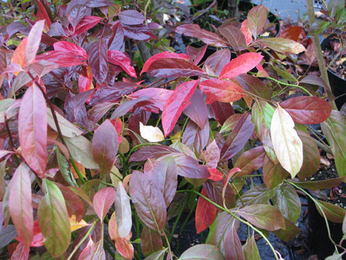 Itea virginica 'Henry's Garnet'