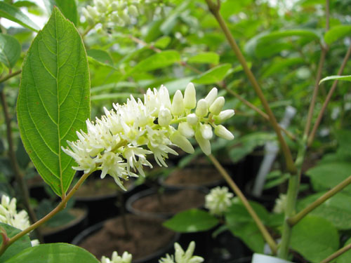 Itea virginica
