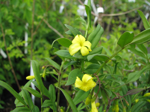 Jasminum humile