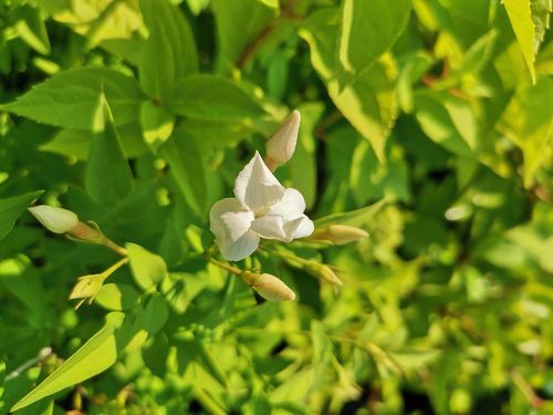 Jasminum officinale