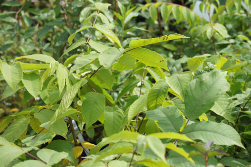 Juglans mandshurica